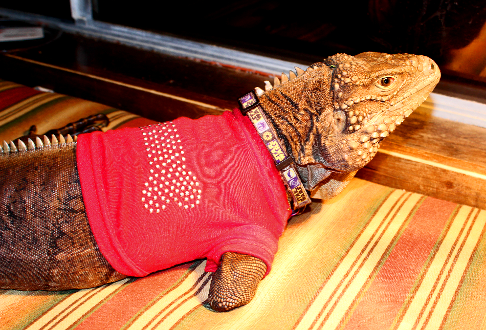iguana in red shirt