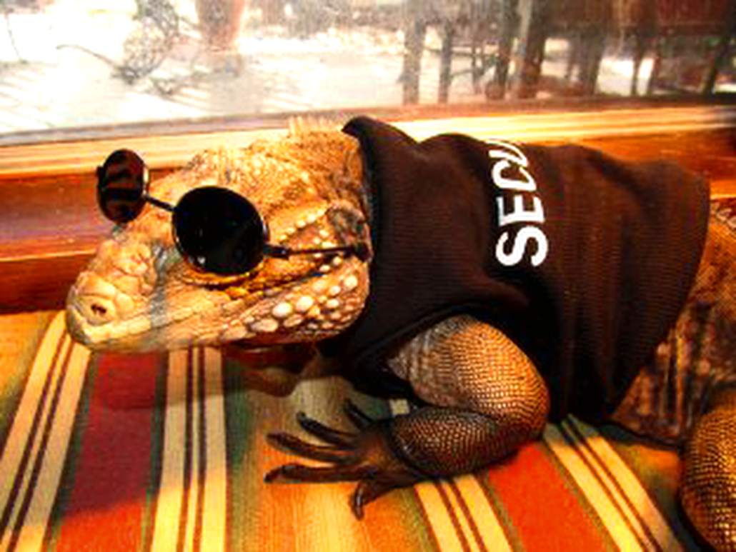 iguana in security uniform
