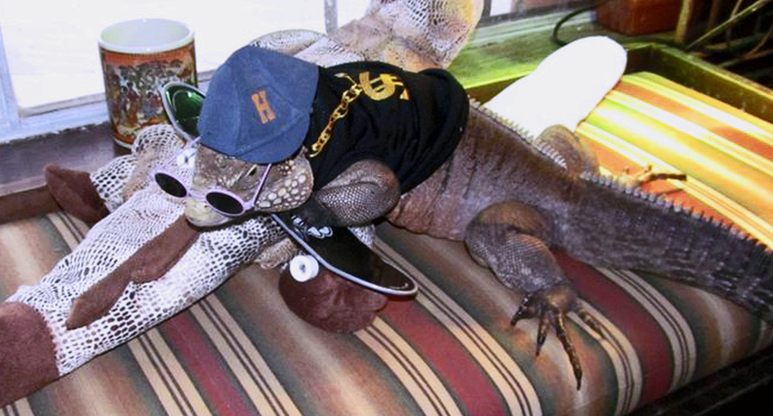 iguana on skateboard