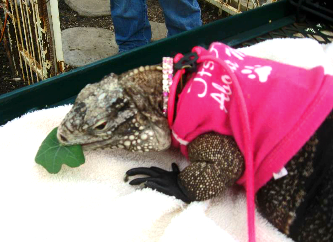 iguana eating