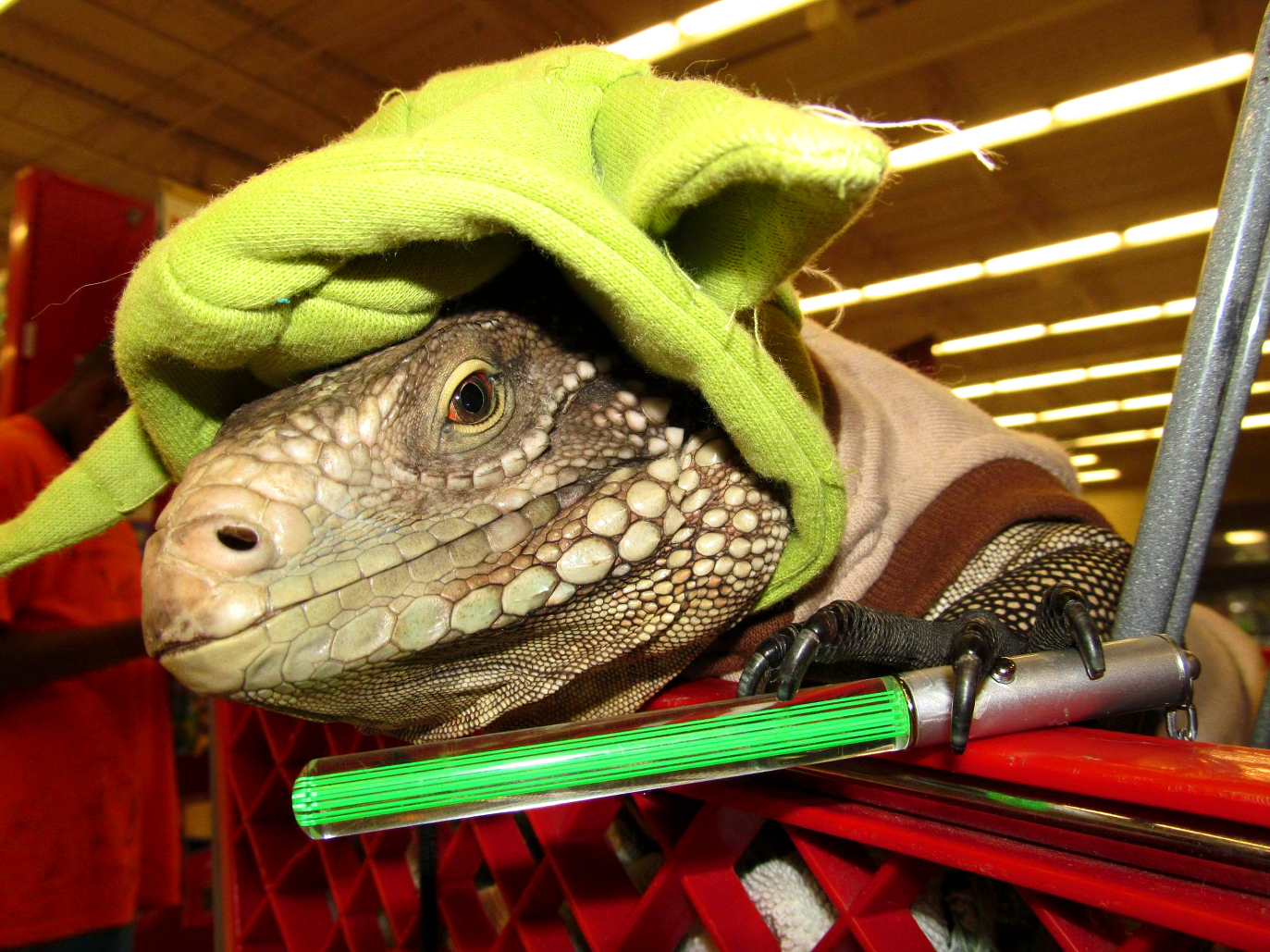 iguana in yoda costume