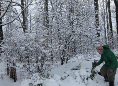 photo of woman digging shrub out from snow