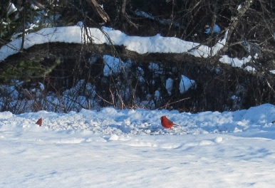 Photo cardinal birds in snow