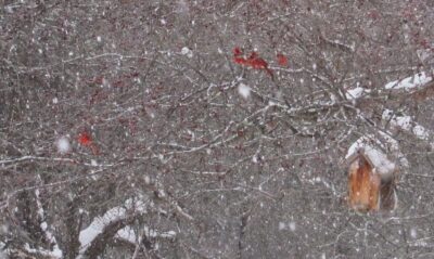Photo cardinal birds in snowy tree