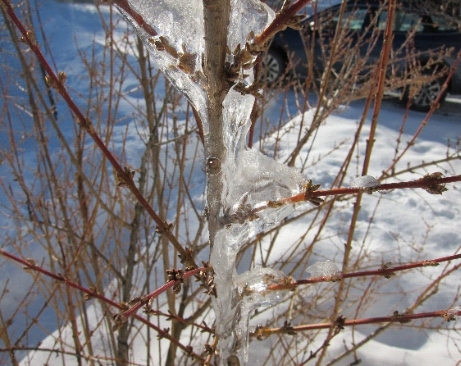 Photo ice encases forsythia branches