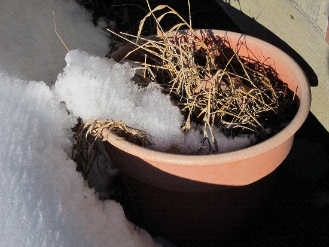 Photo pot of frozen Japanese forest grass