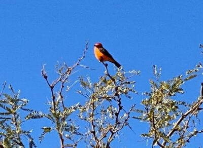 photo of bird vermillion flycatcher