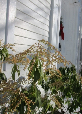 photo flower buds 2 in winter