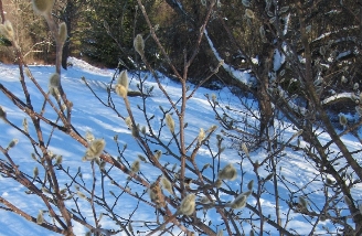 photo flower buds in winter