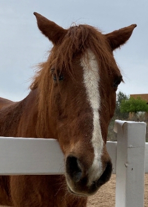 photo of horse face over fence