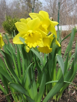 early daffodils--name unknown