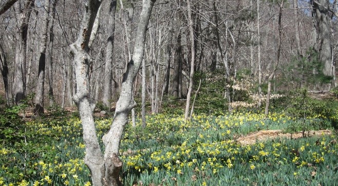 photo of daffodils in a public garden