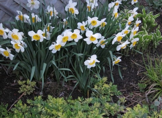 photo of bic-colored daffodils