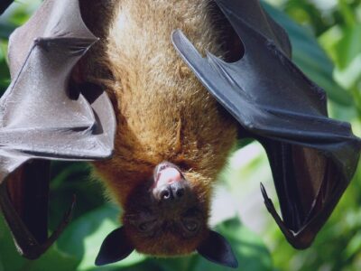 photo of bat hanging upsidedown