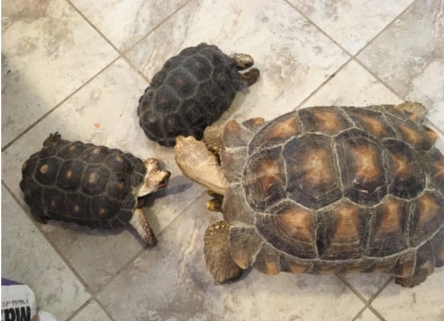 photo of 3 tortoises at home