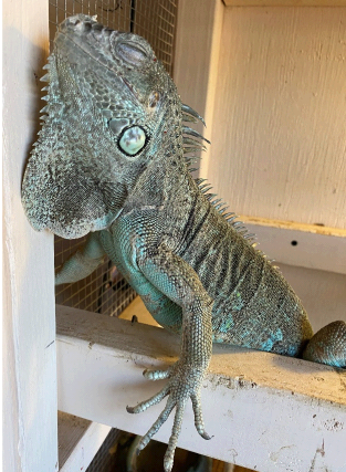 photo of blue green iguana