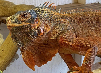 photo of red green iguana