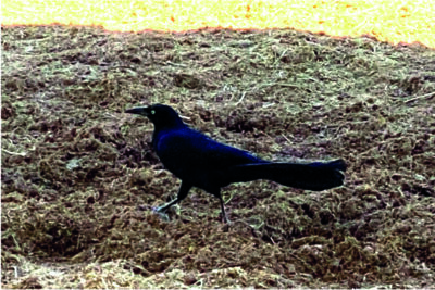 photo of bird great-tailed grackle