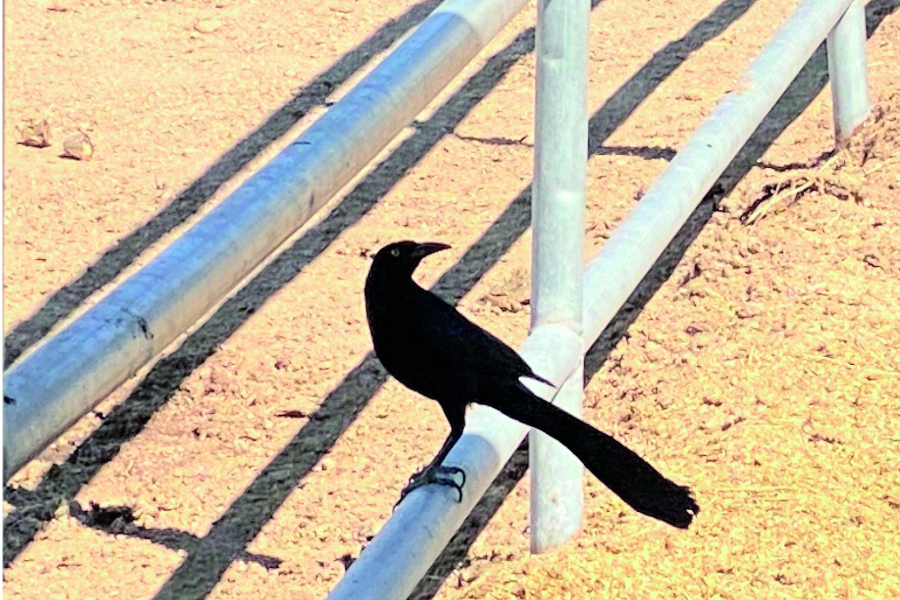 photo of great-tailed grackle