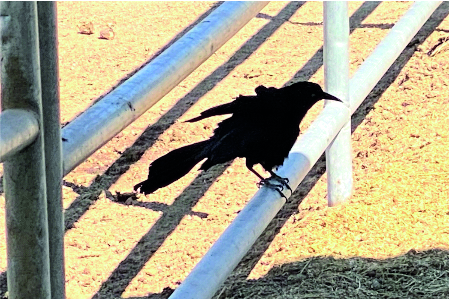 photo of great-tailed grackle bird