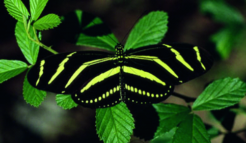 photo of zebra longwings butterfly