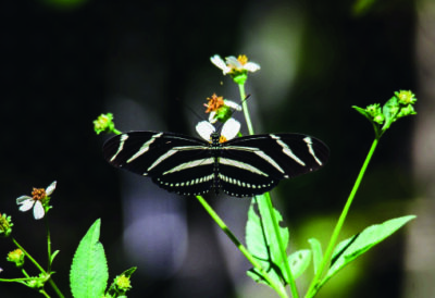 photo Zebra Longwing butterfly