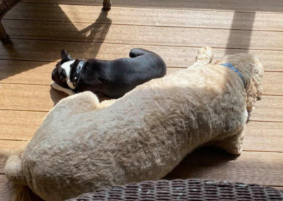 photo of two dogs sleeping on patio