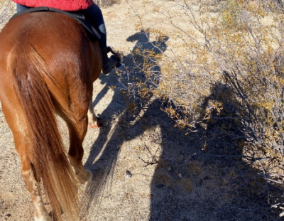photo of back of a rider on a horse
