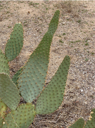 photo of a type of prickly pear cactus