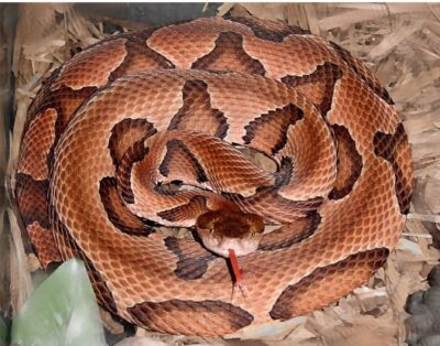 photo copperhead snake