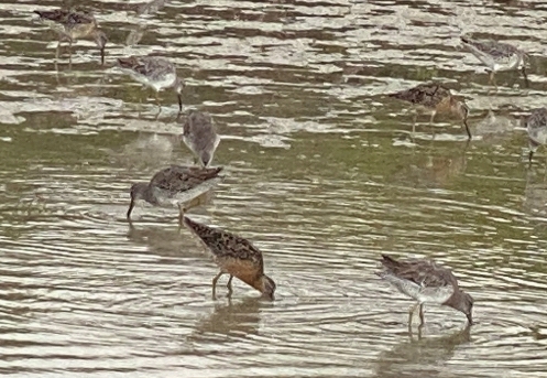 photo of sanderling birds on beach in FL