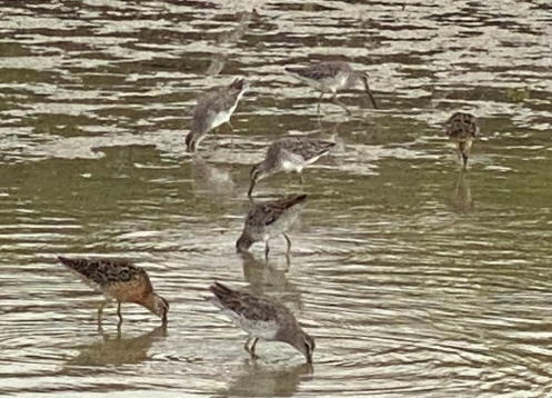 photo of sanderling birds on Florida beach