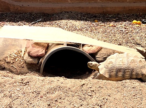 second tortoise going into den