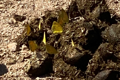 A group of 10 butterflies feeding on a pile of horse manure.