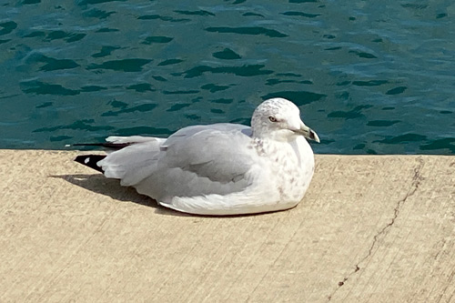 A white and grey herring gull peacefully sits on the edge of a concrete sidewalk along Lake Michigan.