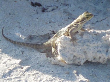 Curtis Curly-tail perches on a rock at his native home on Warderick Wells, the Bahamas.
