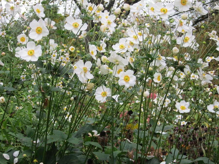Several long-stemmed white flowers with yellow centers.