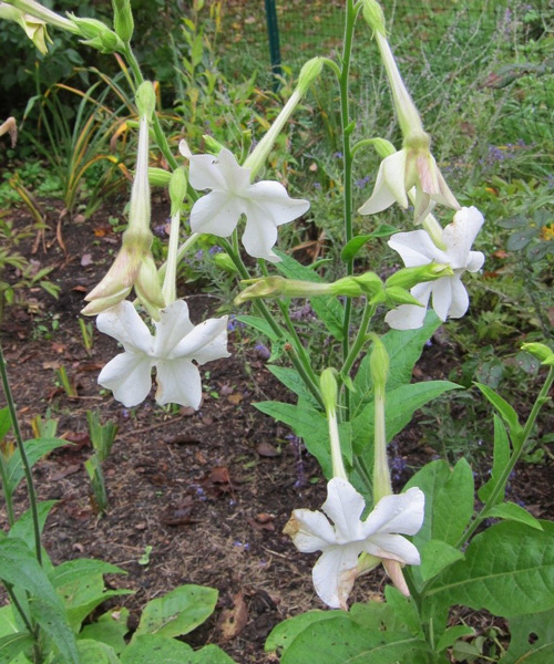 Delicate white flowers with a long receptacle. 