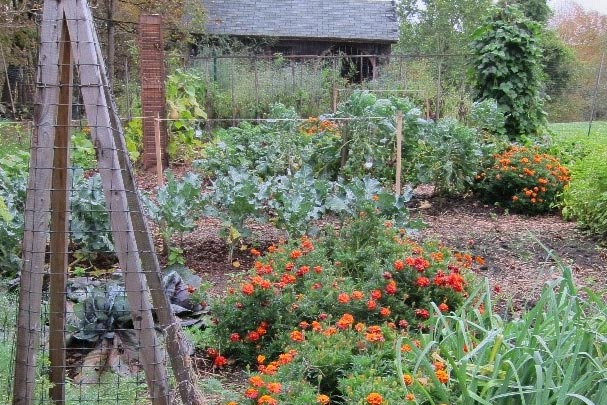 A large vegetable garden with several leafy plants and orange marigolds.