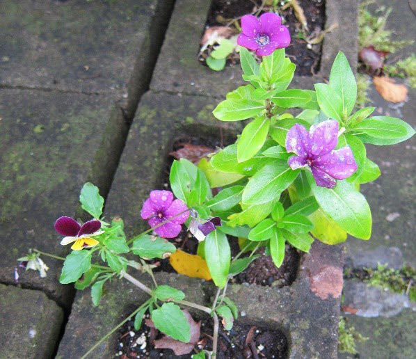 Purple petaled flower growing out of gray garden bricks.