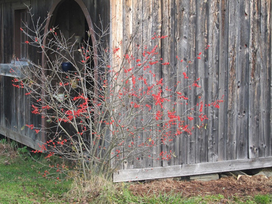A sparce shrub with red berries in front of a wooden barn..