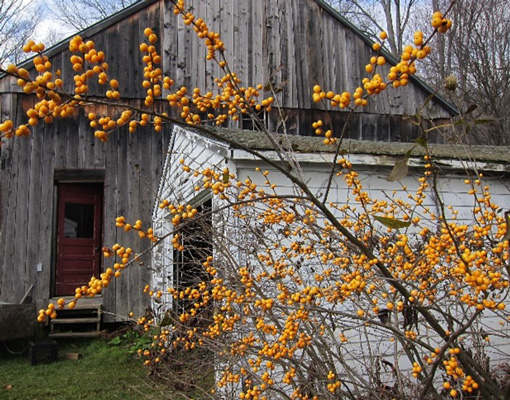 Yellow berries adorn the bare branches of a bush in front of an old barn.