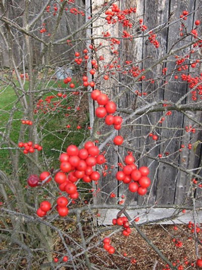 Bright red berry clusters on bare branches.