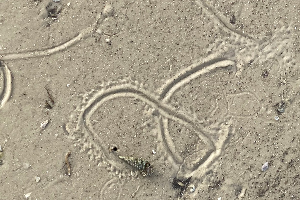 A hermit grab leaving a loopy trail in the sand.