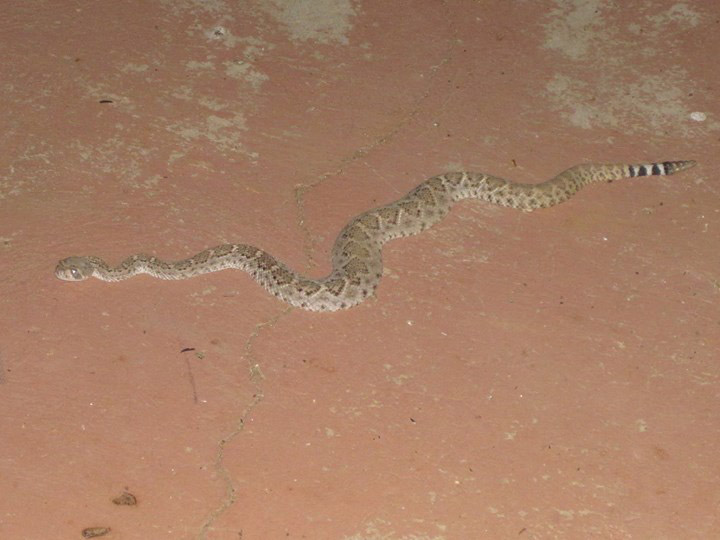 A young diamond back rattlesnake slithering on a terracotta colored cement floor.