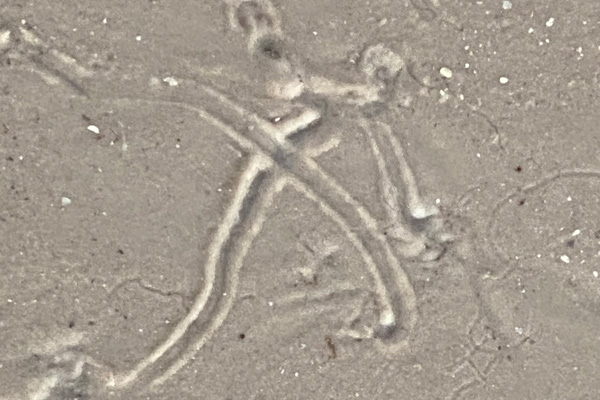 A hermit crab trail in the shape of an "x."