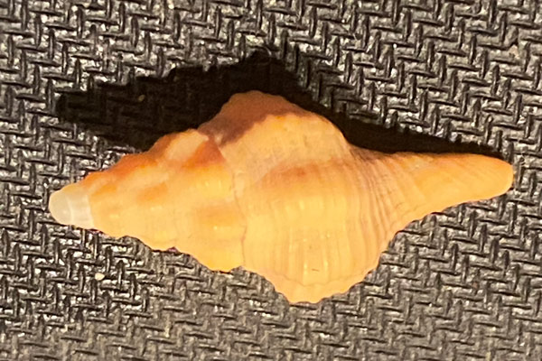 An orange colored mollusk shell.