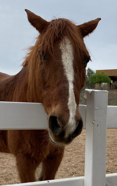 Button, a chestnut mare with a white stripe running down her head. 