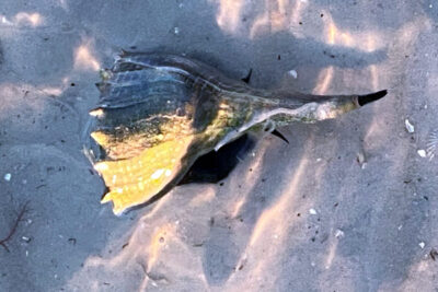 A Lightning Whelk shell in shallow beach waters.