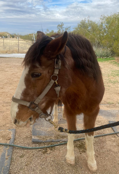 Napolean a shaggy brown and white stallion.